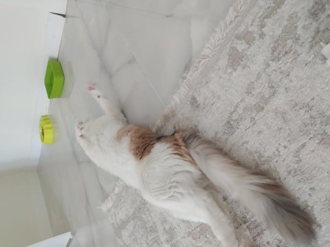 Yavru kedime acil yuva arıyoruz
