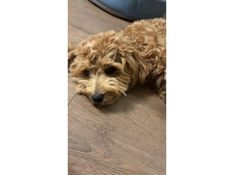 8 aylık maltipoo oğlumuz coco yeni yuva arıyor