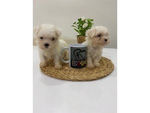 Muhteşem teacup maltese bebekler