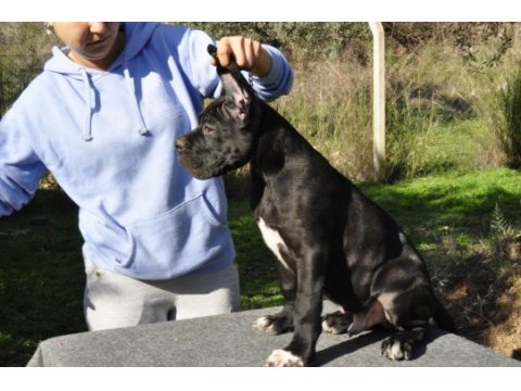 Şecere belgeli ırk ve sağlık garantili cane corso yavrular