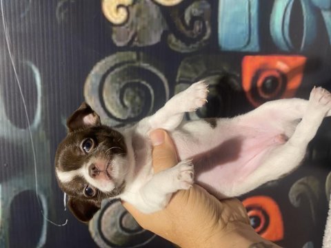 Rus kan teacup şivava bebekler mükemmel kalite
