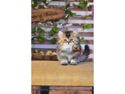 British longhair esmer prens