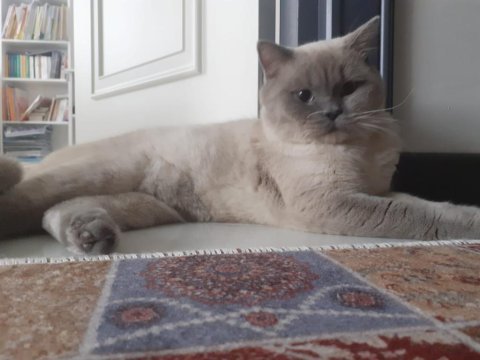 British shorthair kısır kedimiz için yuva arıyoruz