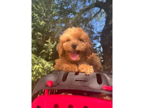 Maltipoo yavrularımızı canlı görerek alabilirsiniz