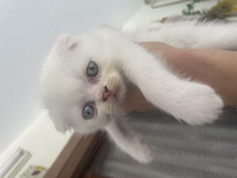 2 aylık scottish fold yavrular