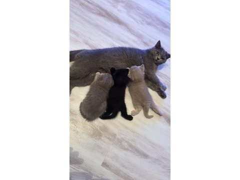 Scottish fold yavrularımıza yuva arıyoruz