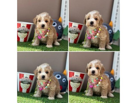 Çok tatlı minik maltipoo bebekler