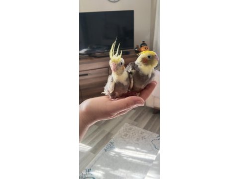 45 günlük sultan papağanı yavrular