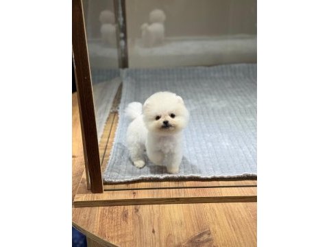 Pomeranian bebek