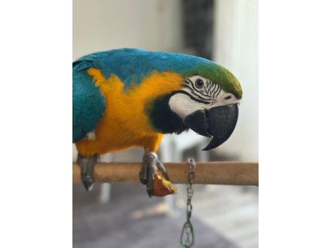 Belgeli kayıtlı a kalite macaw