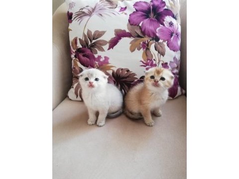 Akkuş üretim çiftliğinden scottish fold yavruları