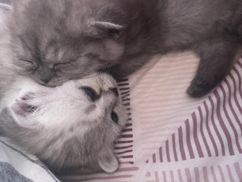 20 mart doğumlu scottish fold dişi erkek yavru