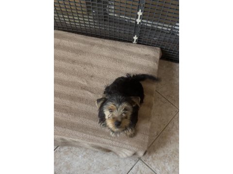 Safkan yakışıklı köpeğimiz