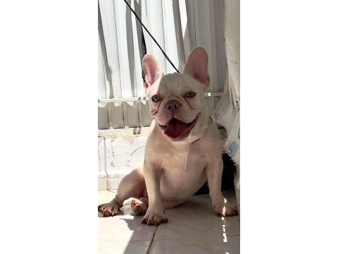 Lilac tan platınum french bulldog köpeğimiz