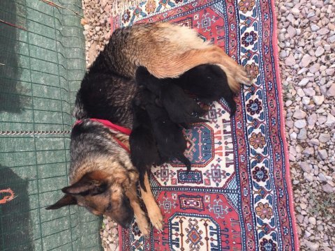 Alman kurt köpeği yavruları