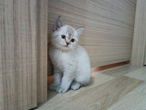 3adet erkek yavru kedi