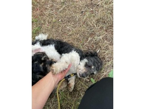Terrier glen of ımaal