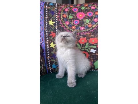 Daha iyisi yok mavi gözlü yavru kedim
