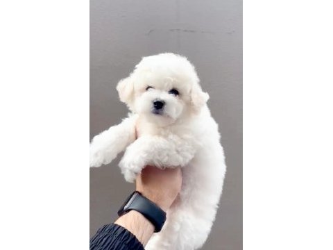 Maltese terrier