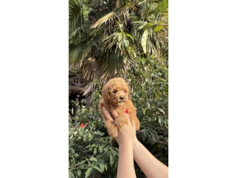 Uygun ve kaliteli poodle yavrumuz