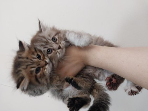 British longhair yavrularımız