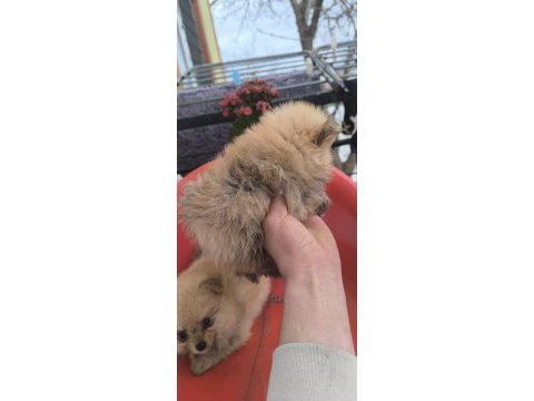 Bu pomeranian güzellikler sahiplendirmek için sizi bekliyor
