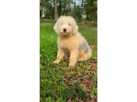 Muhteşem zeki ve güzellikte merle doodle yavrumuz