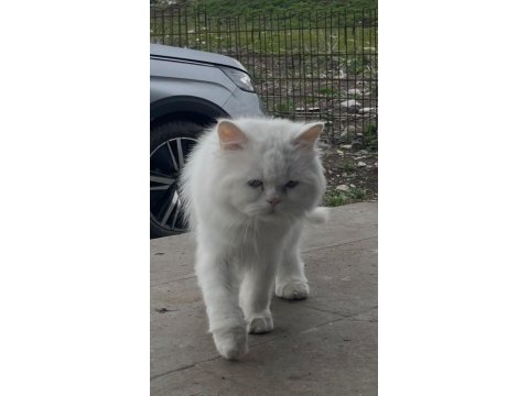 Kısır british longhair yeni yuvasını arıyor