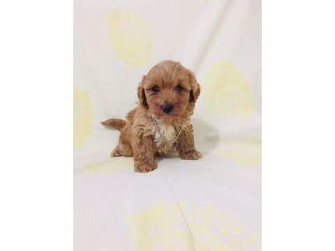 Maltipoo canlarım ev üretimi orijinal
