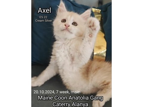 Şecereli maine coon yavrular alanya