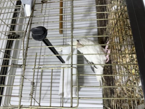 Albino heavy sultan papağanı takımlar jumbo boy
