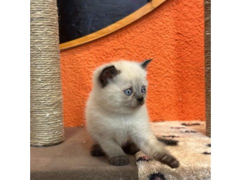 British shorthair blue point ve çikolata point bebekler