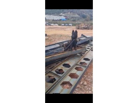 Sevgine zamanına emeğine değecek köpek arayanlara malinois