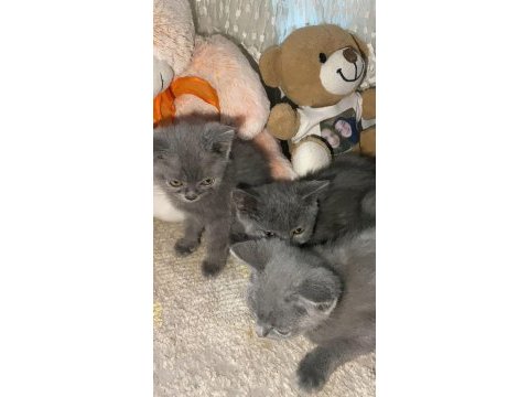 Kırıkkale içi british shorthair kedilerim