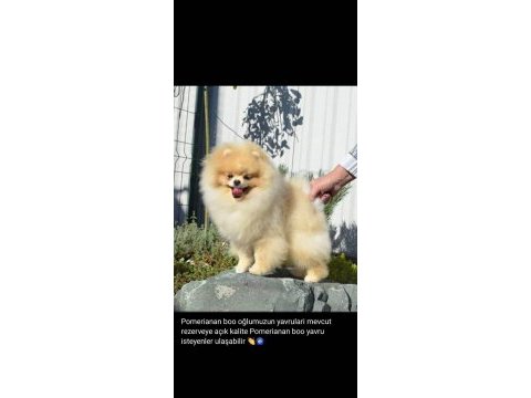Orijinal pomeranian boo yavrular