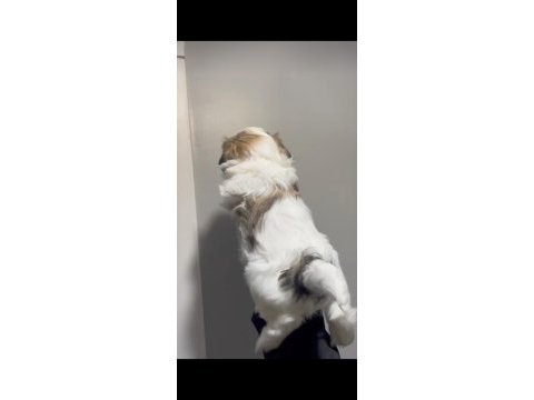 Muhteşem kaliteli shih tzu yavrularımız