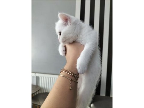 British shorthair beyaz dişi lilac erkek yavrular