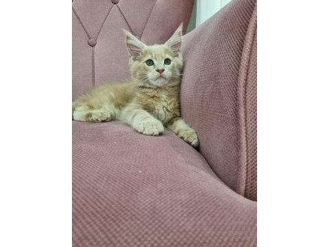 Maine coon dev yavru kediler çok uygun dev
