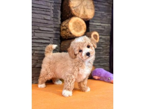 Maltipoo yavruları sizleri bekliyor  
