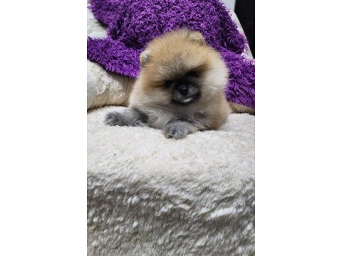 Orjinal ırkının en iyisi muhteşem kürk yapısı pomeranian
