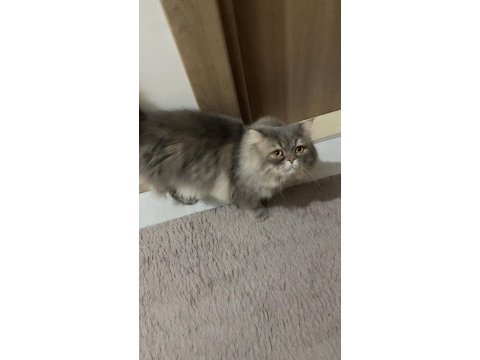 Persian cinsi oğlumuz acil yuva arıyor