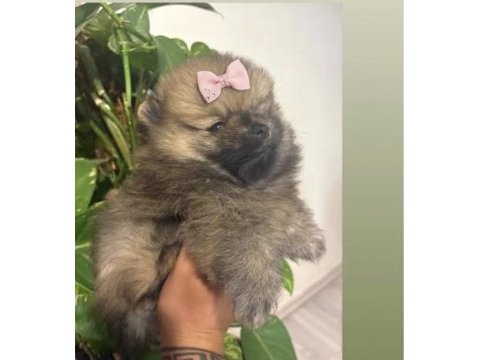 Pomeranian dişi
