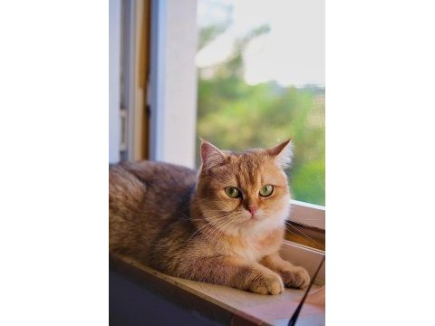 Kedimize golden erkek eş arıyorum