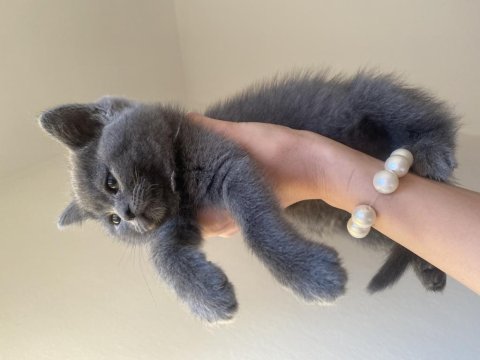 Dişi ve erkek british shorthair yavrular
