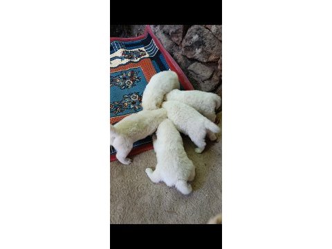 Kar topu samoyed bebekler