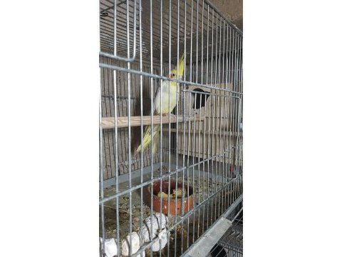 Yavru sultan papağanı takım sultan papağanları