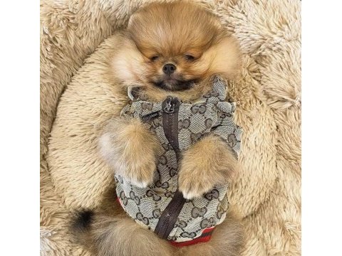 Yavru köpeğimiz pomeranian boo