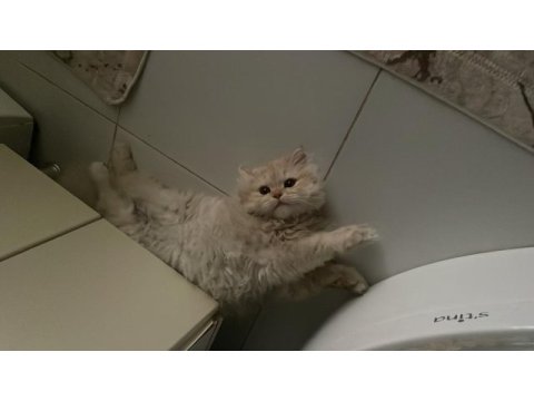 Kedime sağlıklı bi yuva arıyorum