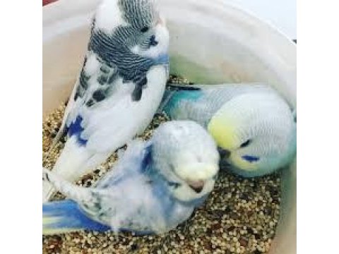 Konuşan bebek muhubbet kuşları elimzde herzaman mevcuttur