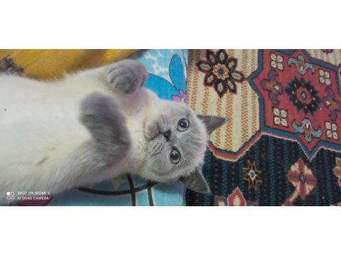 5 aylık blue point british kızım sahiplendirilecek